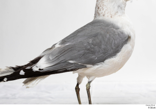 Common gull Larus Canus back body wing 0002.jpg